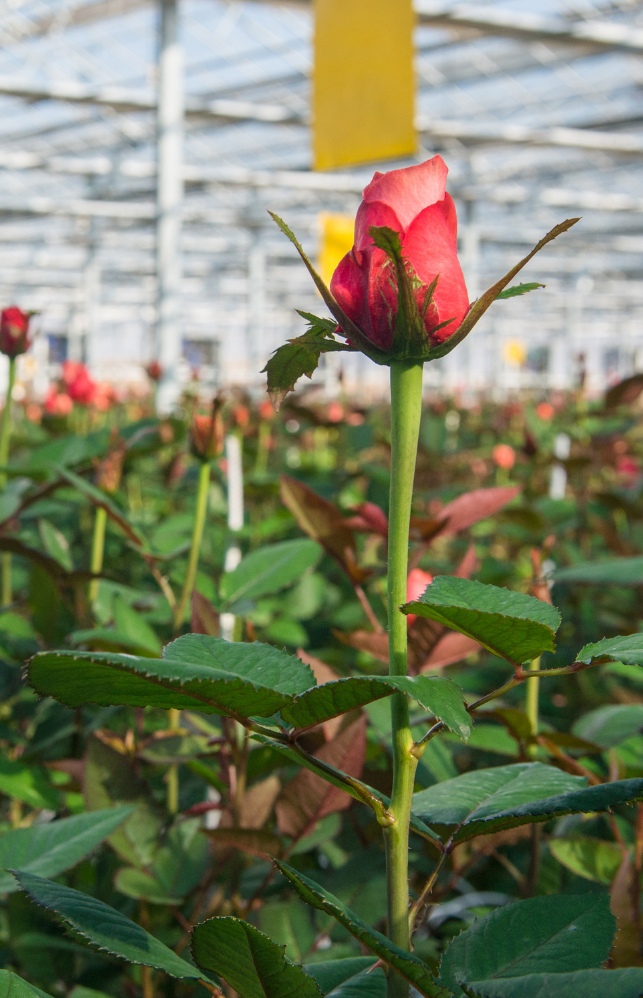 Pruner suitable for roses